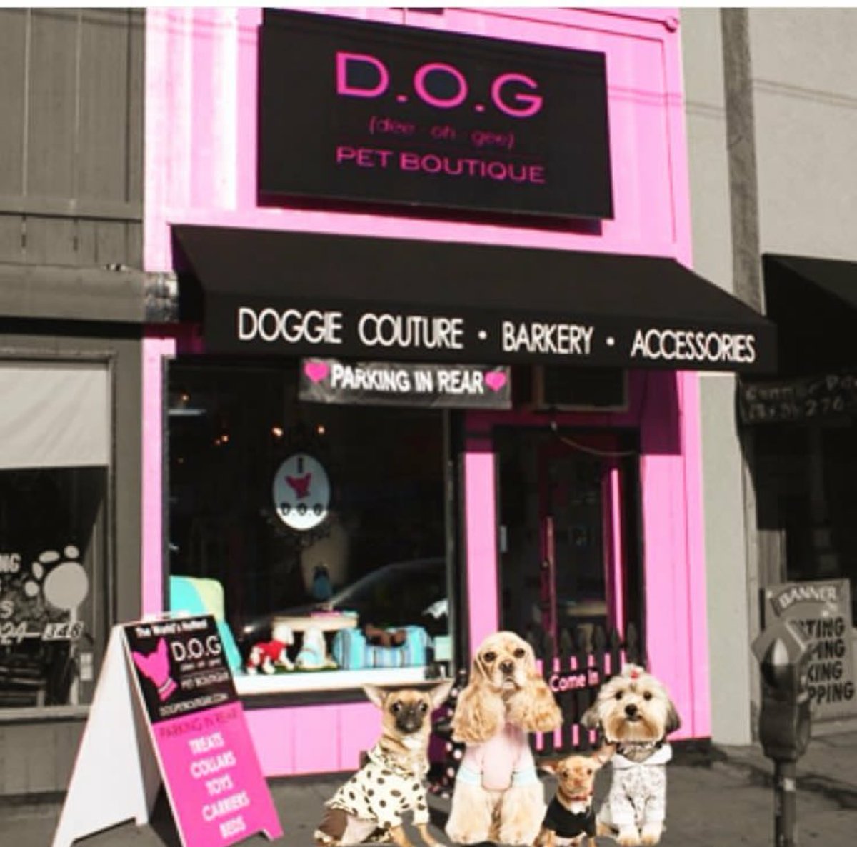 DOG Pet Boutique (@DOGPetBoutique) | توییتر