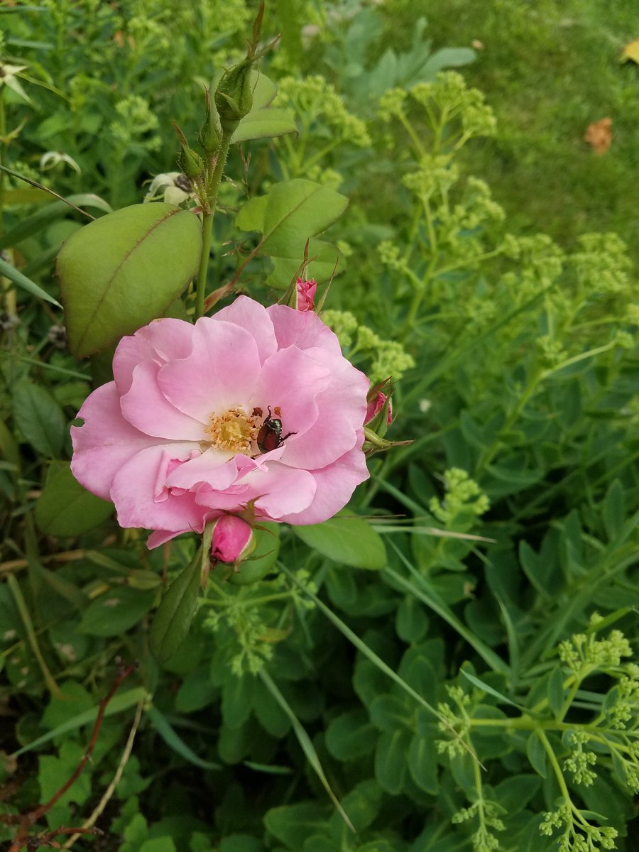 csilva52414's tweet photo. Theres a beatle on this sexy flower. That pink petal worked ππ #botany @NutmegSomething #bio120sum17 https://t.co/YycCkAletk