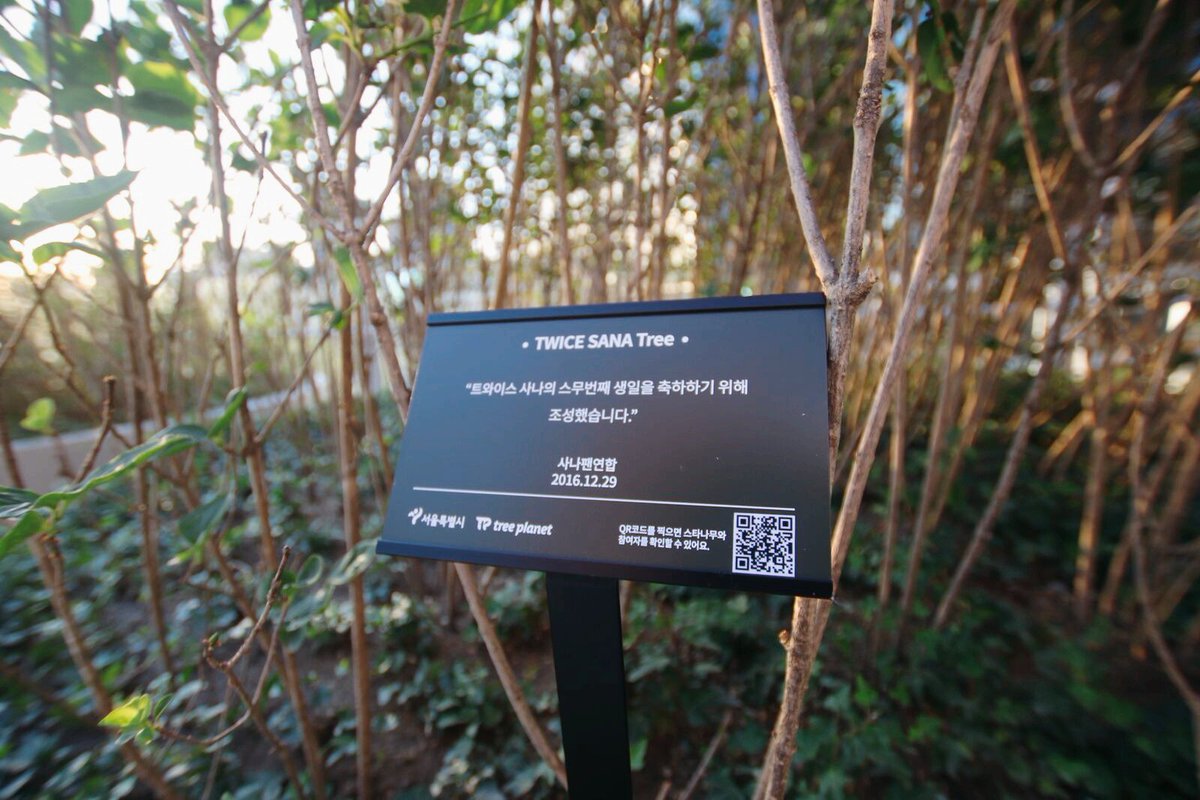 사나트리는 서울로에 사나?!
사나트리를 찾아가셔서 옆에 연못에 앉아서 쉬다가세요😊
누군가가 연못에 거북이찡을 풀어줬다는 소문이 있어요!
#트와이스 #TWICE #사나 #SANA #사나트리 #사나나무 #트리플래닛 #서울로 #반려나무 #스타반려나무입양