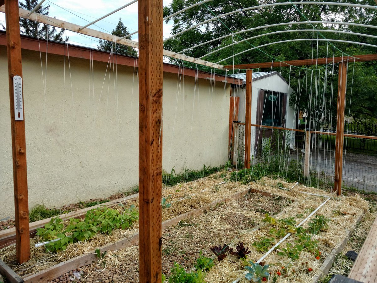 MomGoneCountry's tweet photo. #frontyardgarden finally has twine! So happy 😁 Thanku Kelly!
#garden #growvertically #verticalgarden #citymomgonecountry https://t.co/B8rBK48IKa