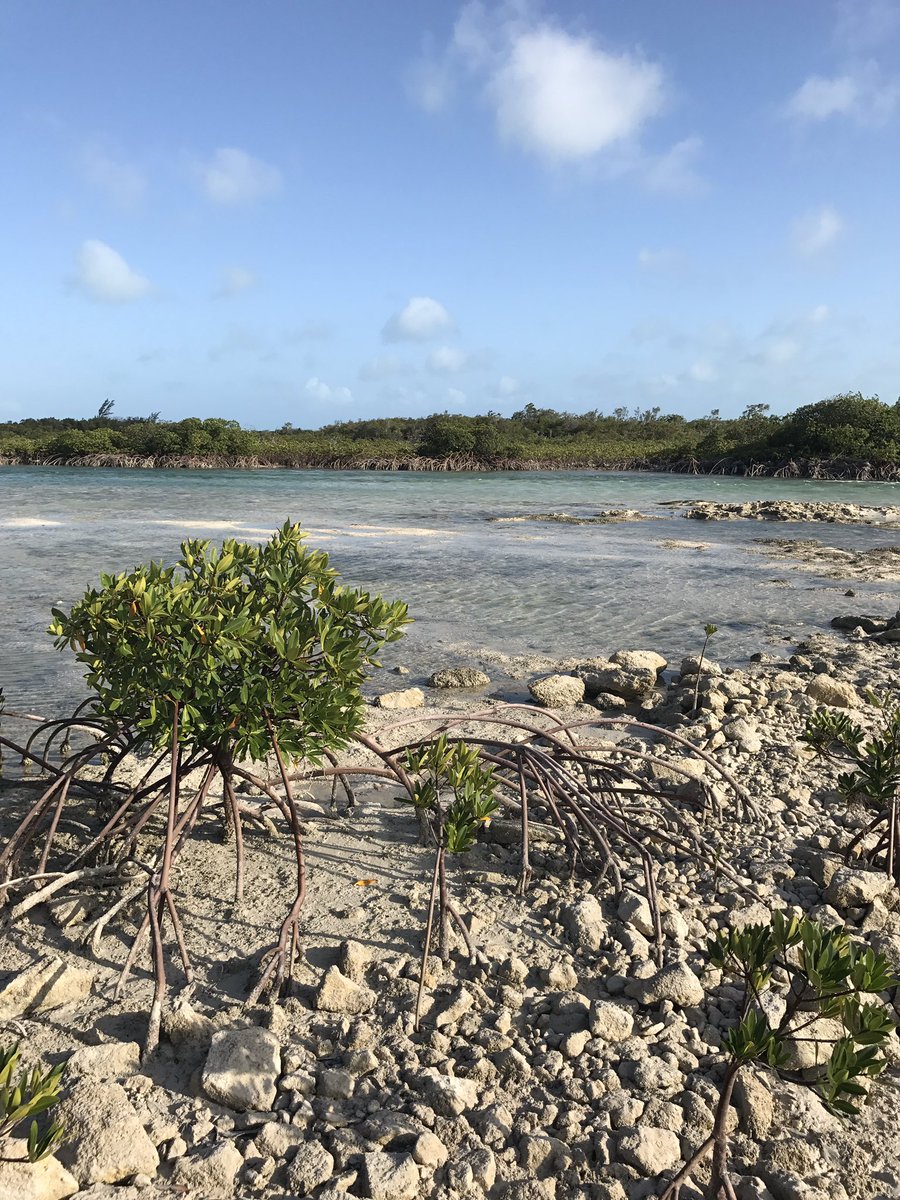 AWorldofBlu's tweet photo. Yay for #WorldMangroveDay! These ecosystems are so valuable to the quality of our lives #bluecarbon #ecosystemservices #ChangeClimateChange https://t.co/VGIsOEV5qI