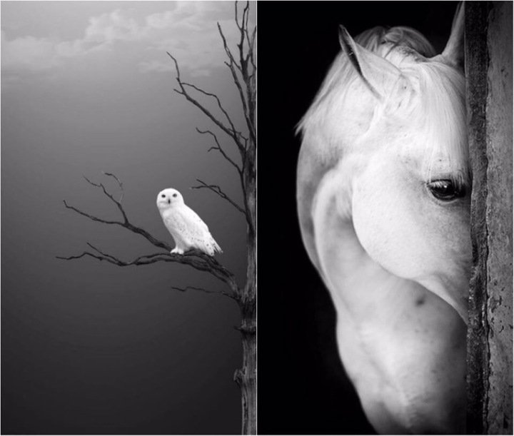 beartistbeart's tweet photo. Beauty Soul – Wild Life – Be ▲rtist – Be ▲rt Magazine https://t.co/I6CUu3vbye https://t.co/JsRH1Kg9rI