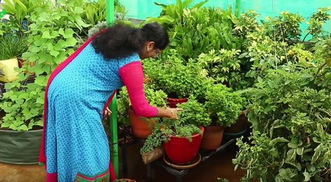 How to Make Terrace Vegetable Garden | Complete Tutorial
balconygardenweb.com/how-to-make-te…