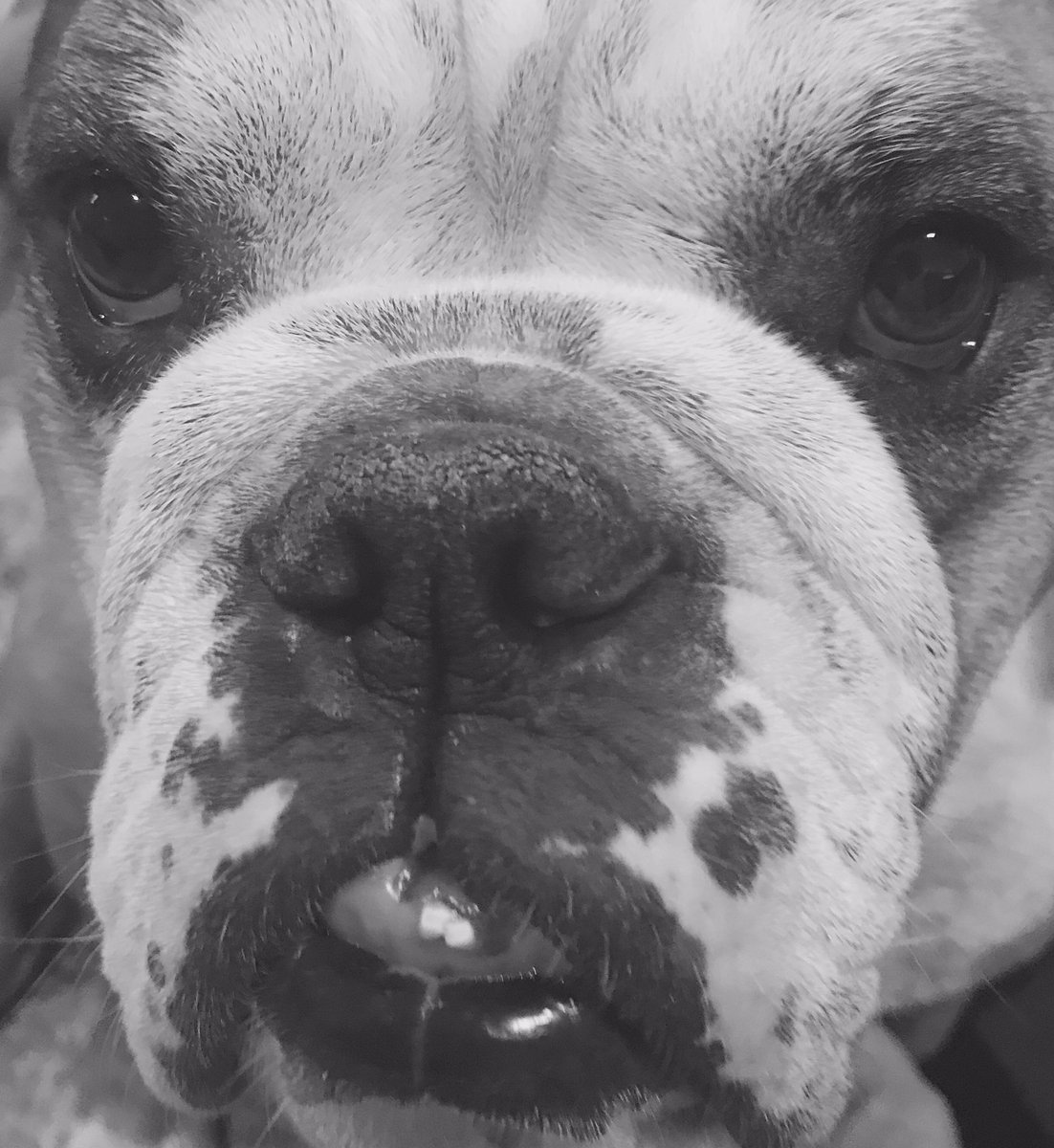 SirVincentDSM's tweet image. #2teeth