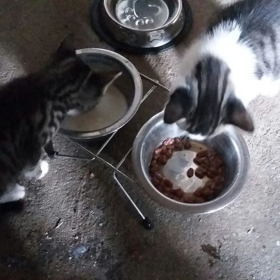 kutrecords's tweet photo. Good morning kittens. Have a nice meal! 🐱 #cat #cats #catsagram #kutrecords #catstagram #instagood #kitten #kitty … https://t.co/NCBNrCwcKK https://t.co/Zc6p63vUiX