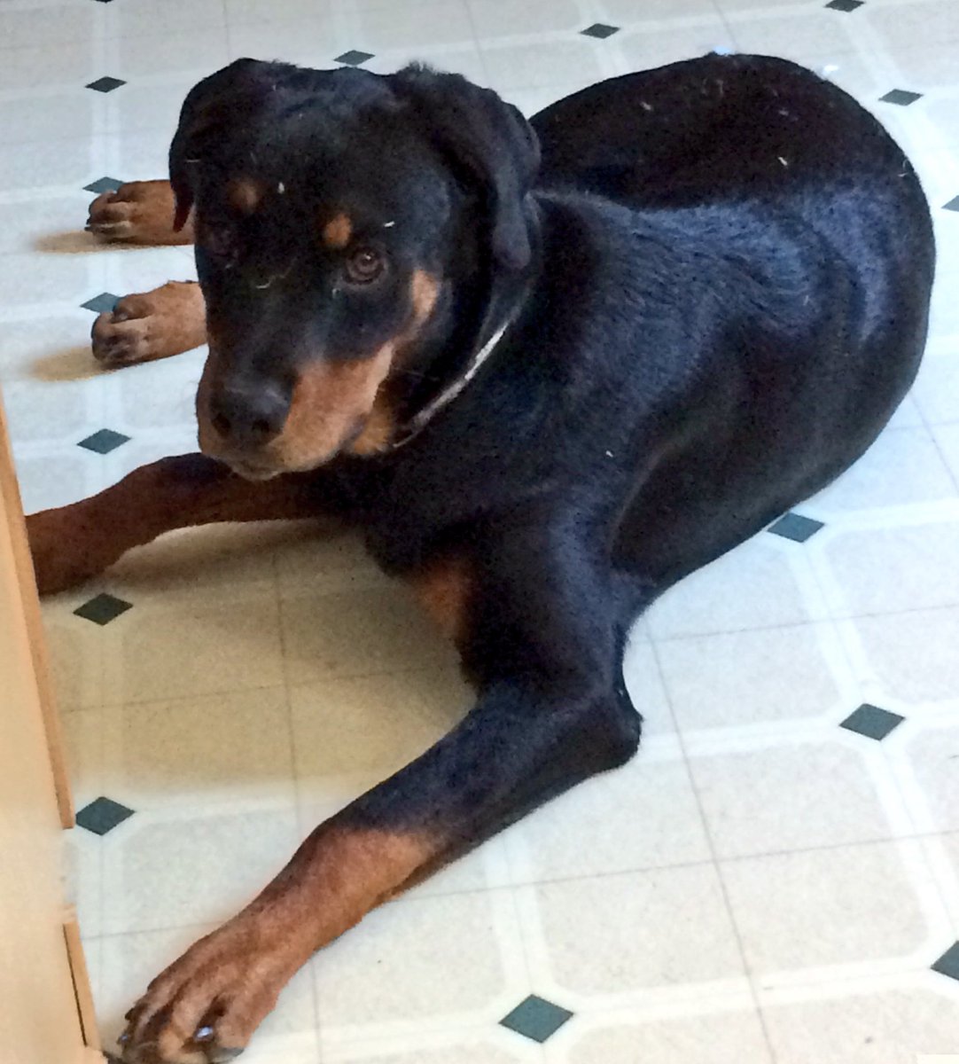 jennifer_daming's tweet photo. Happy Birthday Jordan! From Roscoe ❤️ @joooordan_18 https://t.co/65ZdxopKyg