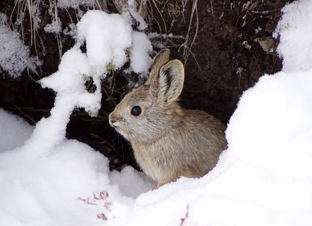 FactualAnimal's tweet photo. #VocabWednesday Lagomorph: A member of the order Lagomorpha which includes pikas, rabbits, and hares. https://t.co/XVCuHNn6mj