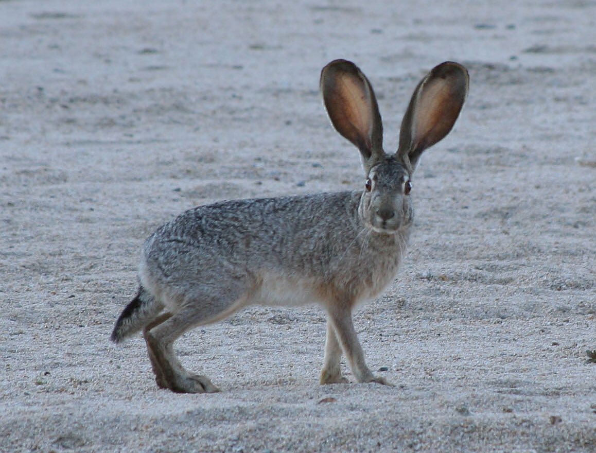 FactualAnimal's tweet photo. #VocabWednesday Lagomorph: A member of the order Lagomorpha which includes pikas, rabbits, and hares. https://t.co/XVCuHNn6mj