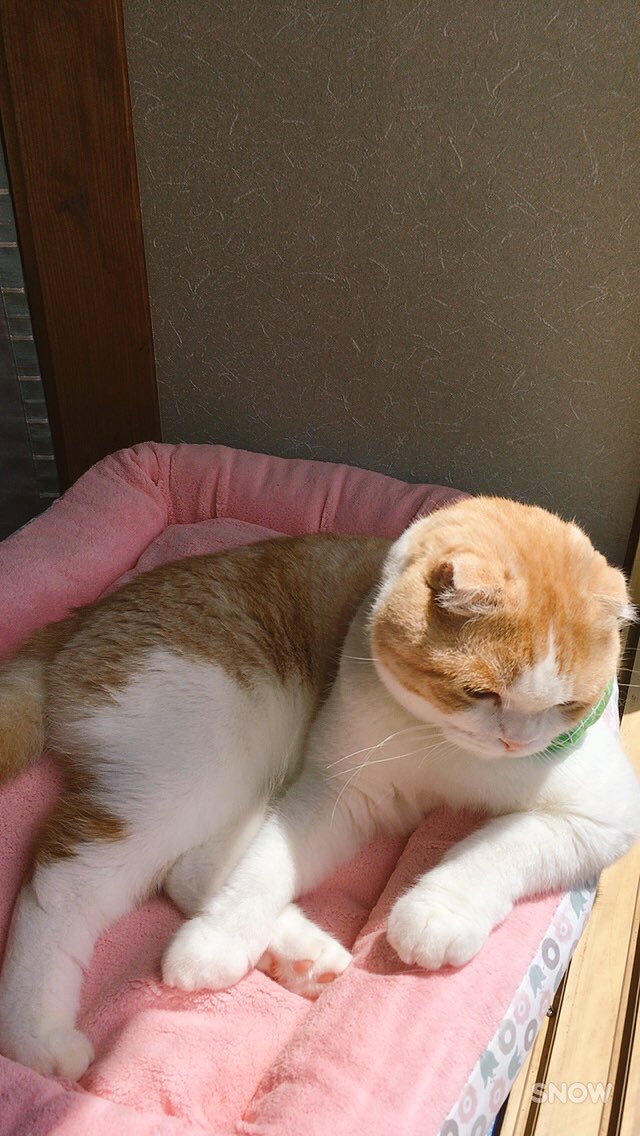 うなぎ(うなちゃん) tweet media