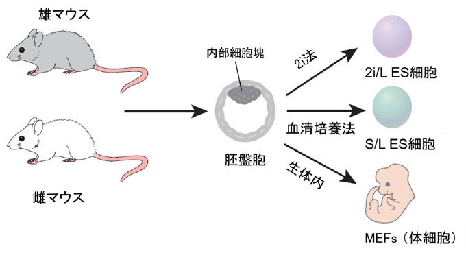 CiRA_KU_J's tweet image. 山田泰広教授と山本拓也講師らの研究グループは、従来の2i法に代わる、高い発生能力を有する高品質な #ES細胞 の作製方法を見出しました。cira.kyoto-u.ac.jp/j/pressrelease…