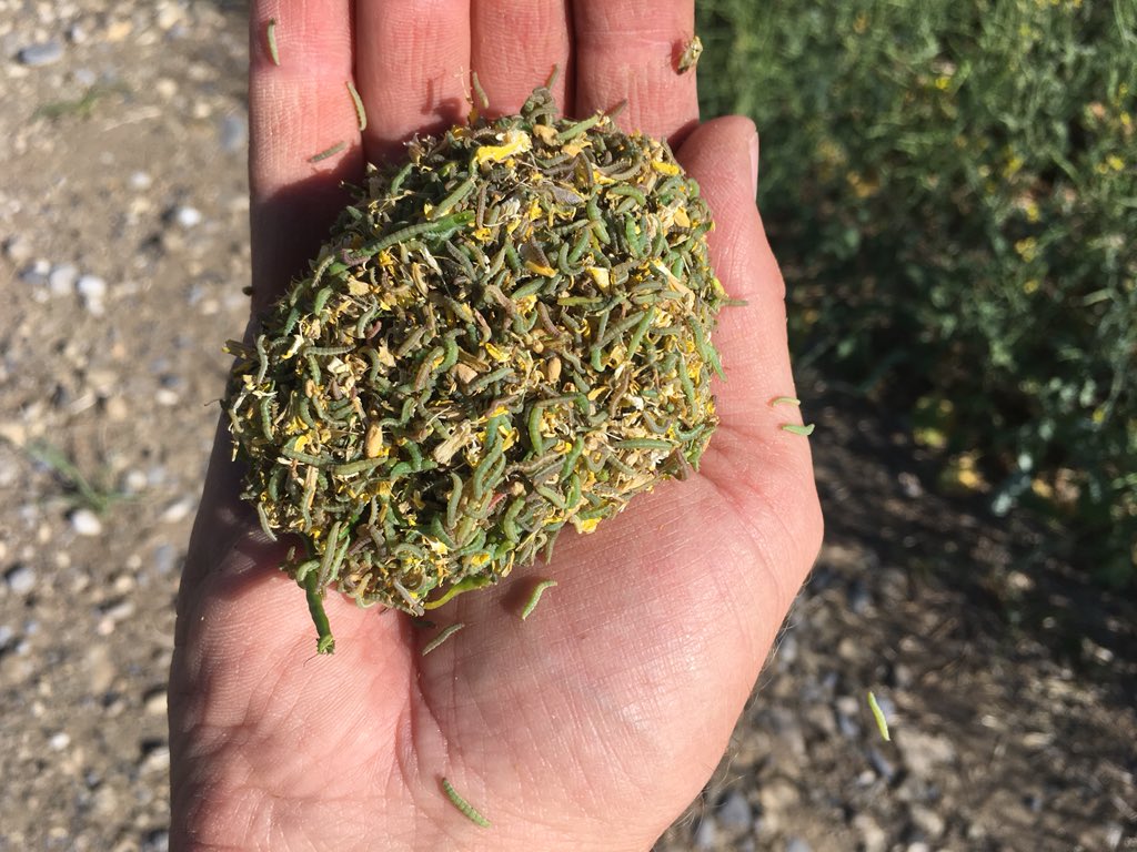 An agronomist sent me this picture of 10 sweeps in Canola by Nanton. Call if Crop Gun can help you with your bugs!!