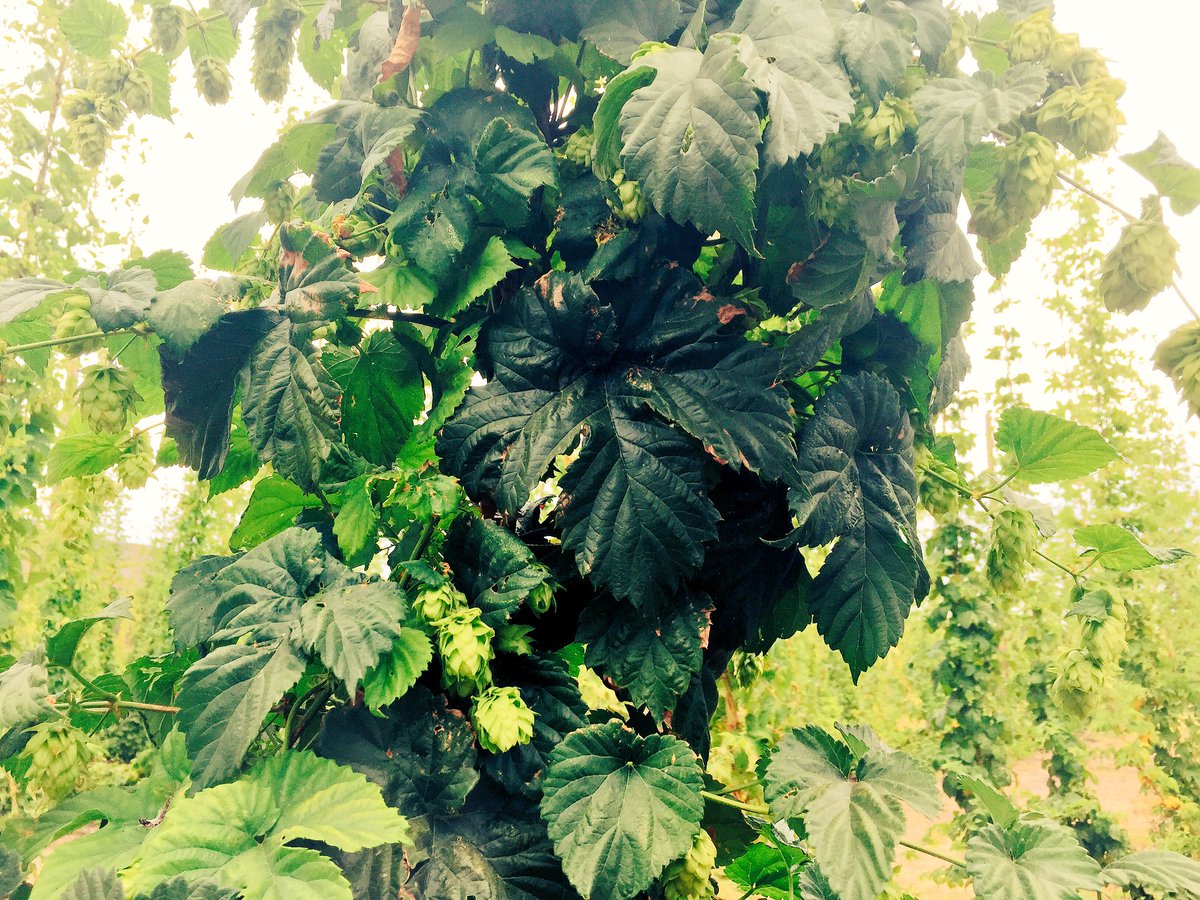 Cone development is looking fantastic after a slow start to the year!
#hops #hopyard #freshhops #hopharvest #centraloregon #oregonhops