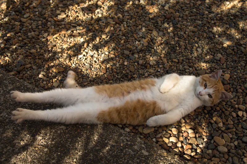 猫びより Pa Twitter 大募集中 沖昌之さんと行く 台湾猫村ツアー 世界6大猫スポットの一つで 100匹を超える猫と戯れるもよし 猫 撮影するもよしな 猫まみれツアーです 羽田発 T Co T7qmpyxv8t 福岡発 T Co Zjxo9kimuv T Co 猫びより Pa Twitter 大募集中 沖昌之さんと行く 台湾猫村ツアー 世界6大猫スポットの一つで 100匹を超える猫と戯れるもよし 猫 撮影するもよしな 猫まみれツアーです 羽田発 T Co T7qmpyxv8t 福岡発 T Co Zjxo9kimuv T Co