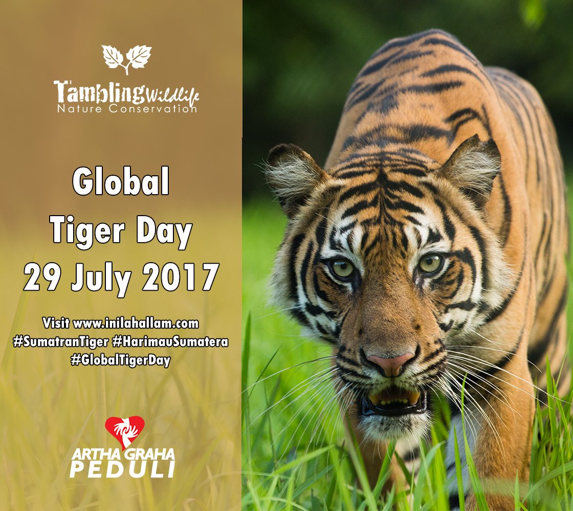 SumatraTigers's tweet photo. 2 days to go until #GlobalTigerDay 2017. #SumatranTiger #HarimauSumatera https://t.co/mfZxxUIayt