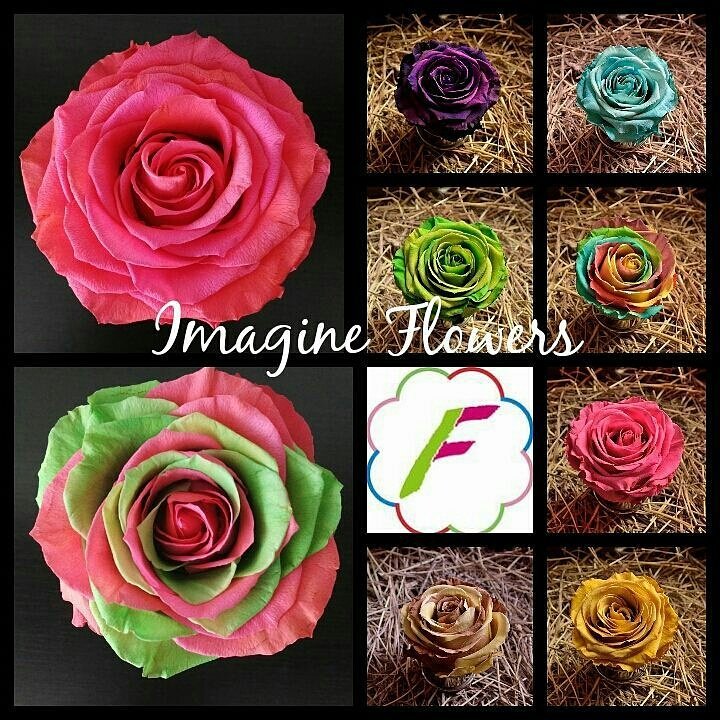 Imflowerscol's tweet photo. https://t.co/uPCsjUGQTG #preservedroses #preservedflowers #Flowers  #Weddings  #colors #desing  ##original #rosascolombianas #roses https://t.co/t7VRVmrg5n
