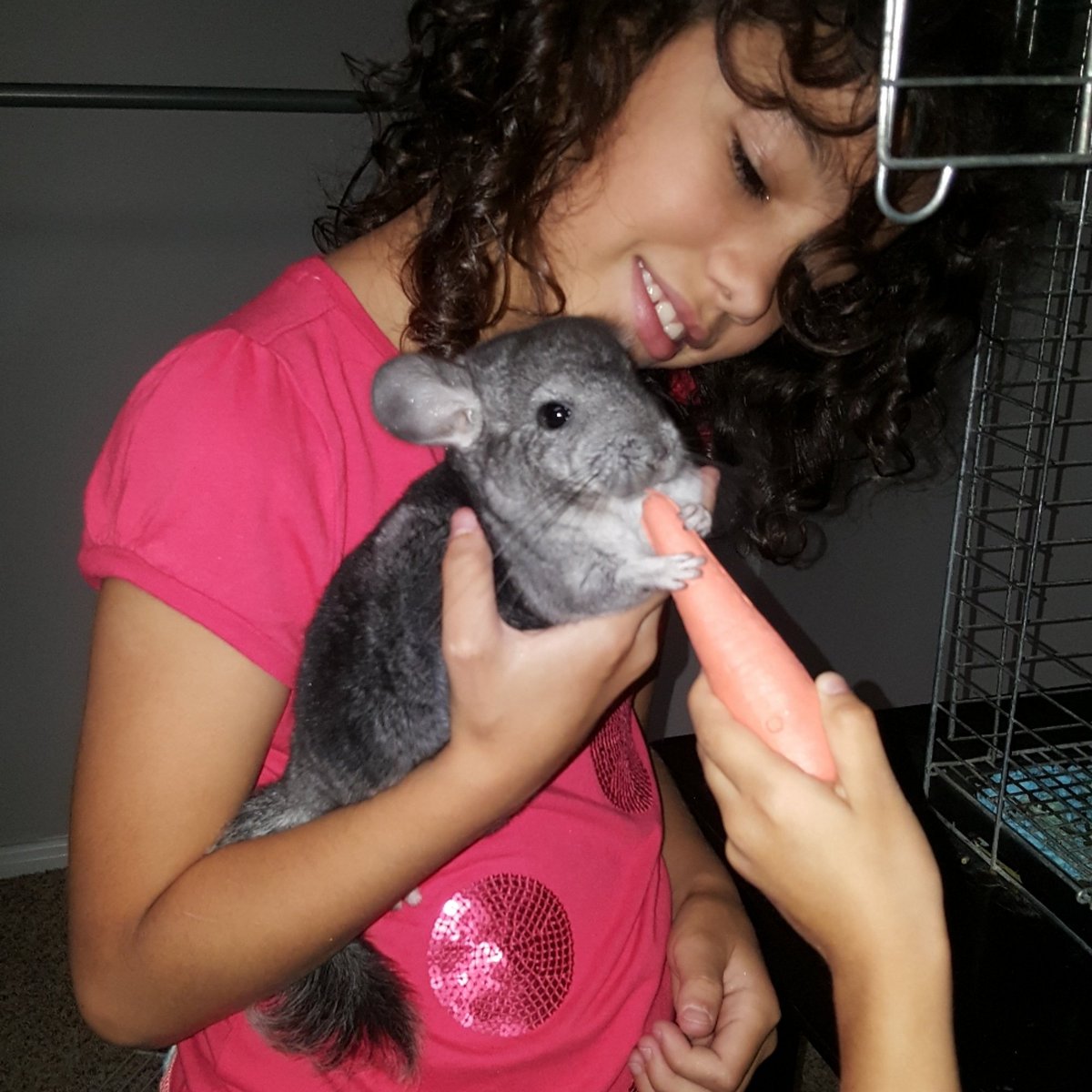 Lehilina's tweet photo. I think Chinch #loves his new #treat!!! 🥕
#chinchilla #familypet #cutepet #friendlypet #treats #treattime #happypet #happychild #curlygirl https://t.co/yoZXETgZGF