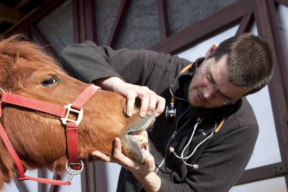 CVEWC's tweet photo. Research – How Does Transport Impact Senior Horse Immune Function? https://t.co/rBwO2aAJGu https://t.co/vI92TZb9Ln