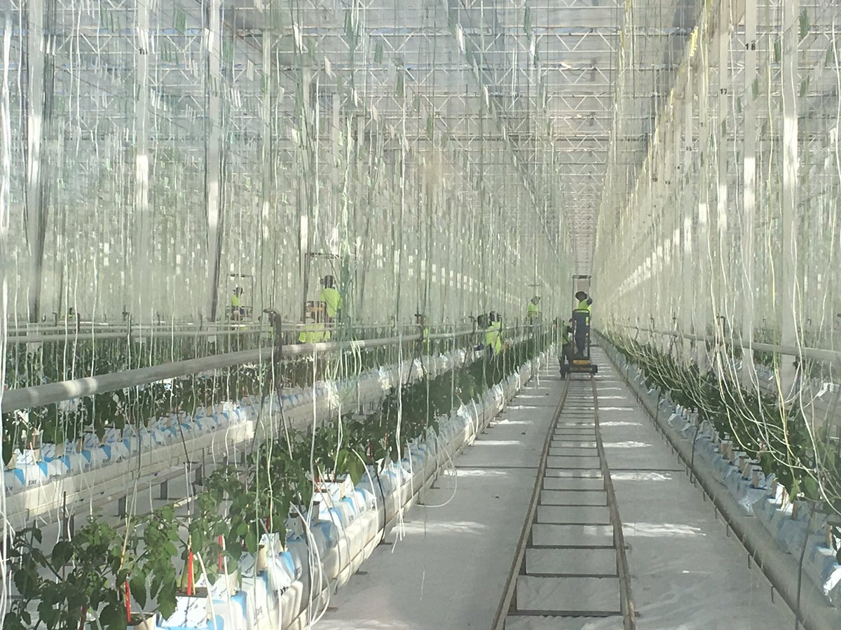 Those tracks that the trolley's on actually double as hot water pipes to heat the glasshouses #Costa #RuralFocus17