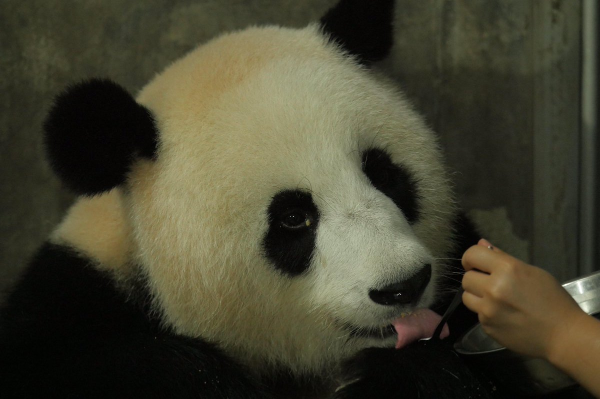 aPandaCity's tweet photo. Xiao Yatou, which means little girl in Chinese gave birth to a healthy female giant panda baby at 02:10 am on 26th July, welcome!👏#pandas https://t.co/WhG2l3BZSS