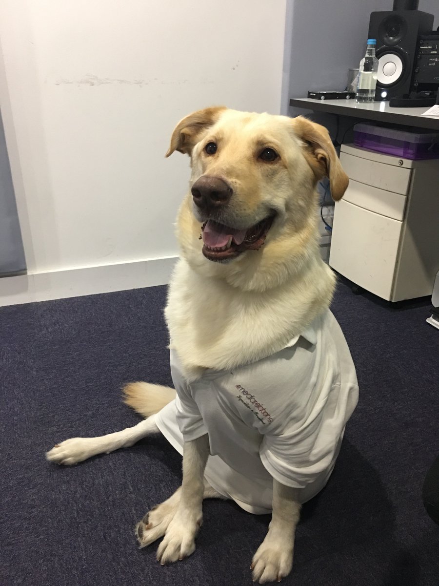 unturnedagency's tweet photo. Everyone say 'hello!' to our brand new 'Head of Barketing', Biscuit.
🐶 https://t.co/FAtCp07dF3