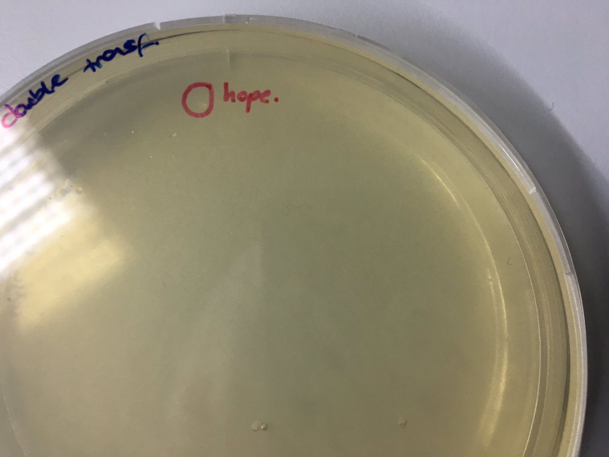 BilkentUNAMBG's tweet photo. Sometimes you have just one colony and full of hope.. 🌝 #iGEM2017diaries https://t.co/NuQS6aS0mP