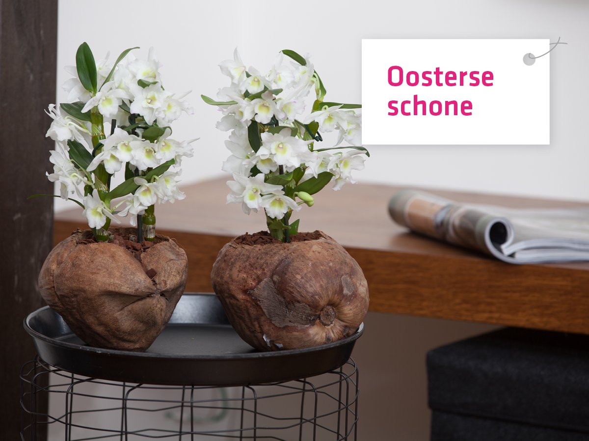 Wereldse planten: Oosterse schone - Dendrobium Nobilé - Volksnaam: Orchidee - De enige orchidee met trosjes bloemen aan een stevige steel.