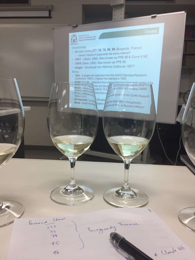 richardjrowe's tweet photo. Assessing Chardonnay clones with Dept. Primary Industries. Gingin looking strong for various WA regions. https://t.co/1o05PJwgQC