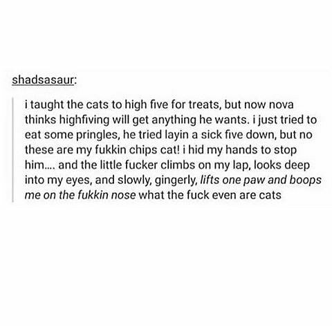 #smrodcats #cat #funny #cute #catmeme #catmemes #cats #kitten #kittens #catlover #catlovers