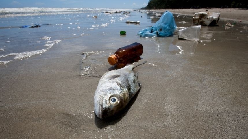 oceangen_'s tweet photo. How plastic in the ocean is contaminating your seafood with plastic -- as well as chemicals. https://t.co/Qt7XjKQH1R @NPR #plasticpollution https://t.co/PAdZcqDAZ8