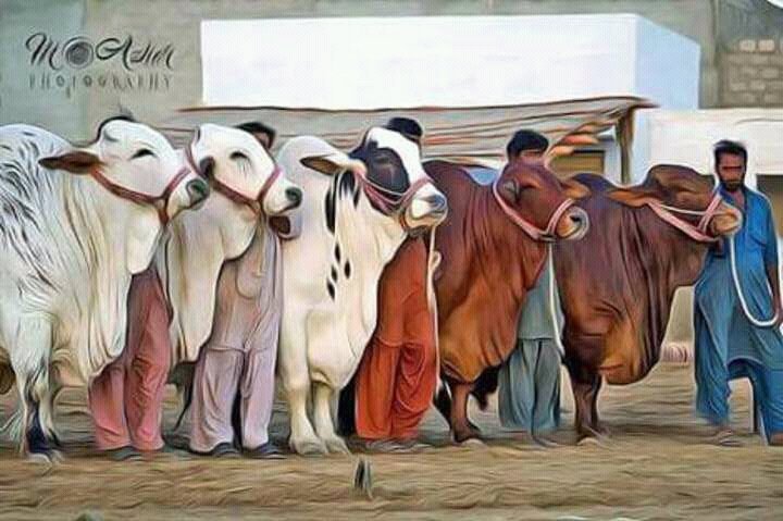 Arbaaza7's tweet photo. Bhooli Se Soorat Ankho Mai Mastti Door Kharri Ghabraye.🐄
#MeriGayeeee.🐂
#AyeeHayeee.😘
Meri Nazar Se Dekhu To Ghosht He Ghosht He Nazar Aye.✌ https://t.co/SEb08GVLQ1