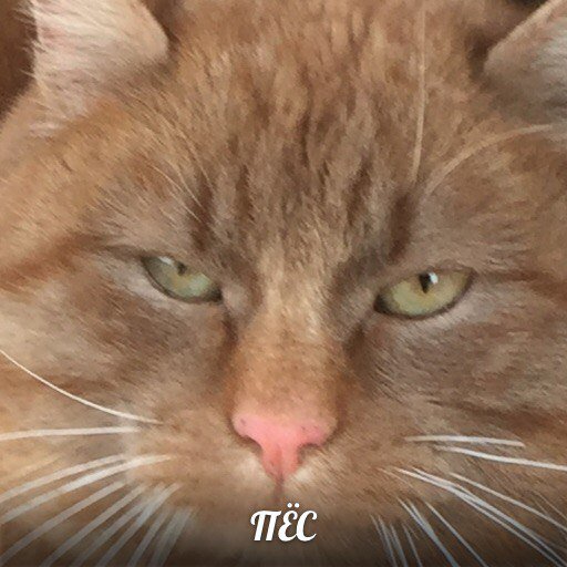 русский дилан (@sharmids) on Twitter photo 