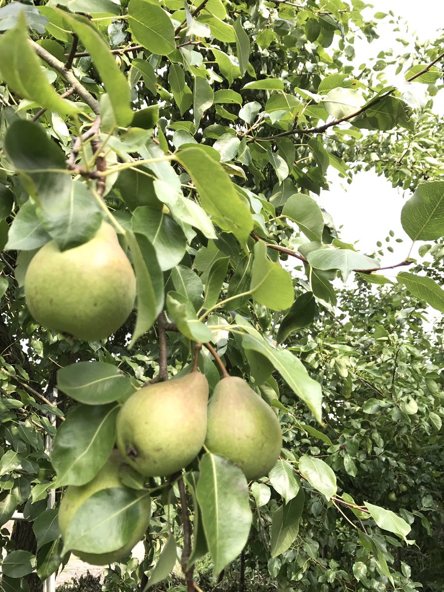 GerdievanGerwen's tweet photo. Kijk @Beahofmans ! Het gaat goed met de IJsbouten! #oudfruitras #vergetenfruit #stoofpeer #ijsbouten #peer https://t.co/RyqtfbJ77t