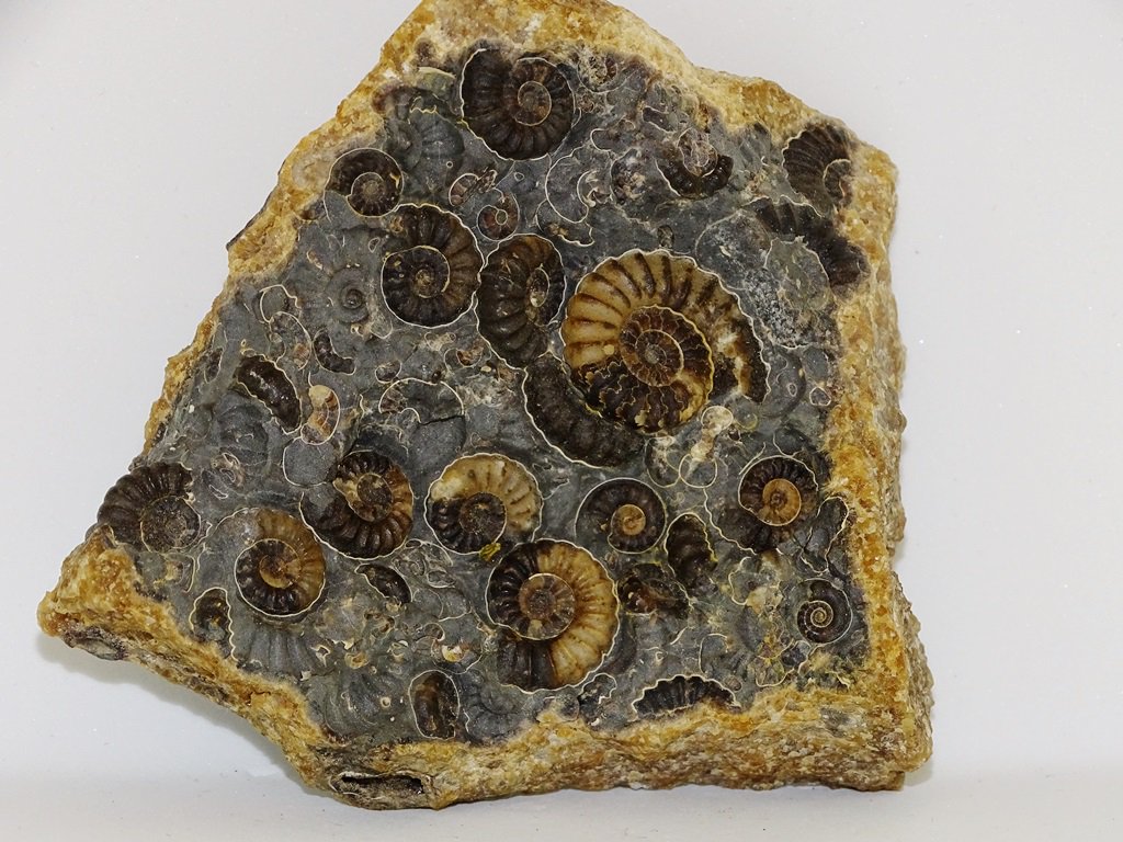 ForeshoreFossil's tweet image. Increasingly Rare Marstonense Block with Multiple Promicroceras Ammonites 0226: 
foreshorefossils.com/product/marsto…

#MotherNature #LoveFossils