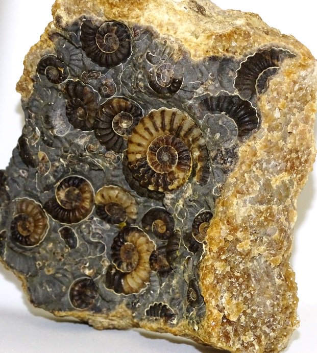 ForeshoreFossil's tweet image. Increasingly Rare Marstonense Block with Multiple Promicroceras Ammonites 0226: 
foreshorefossils.com/product/marsto…

#MotherNature #LoveFossils