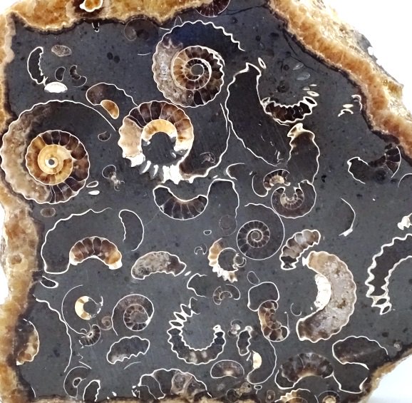 ForeshoreFossil's tweet image. Increasingly Rare Marstonense Block with Multiple Promicroceras Ammonites 0226: 
foreshorefossils.com/product/marsto…

#MotherNature #LoveFossils