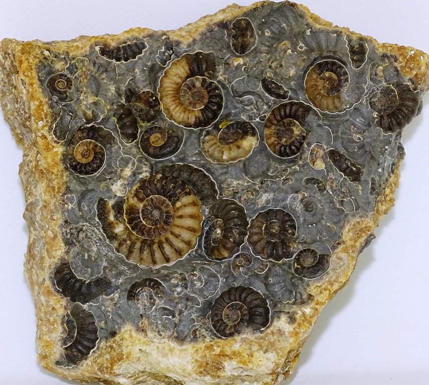 ForeshoreFossil's tweet image. Increasingly Rare Marstonense Block with Multiple Promicroceras Ammonites 0226: 
foreshorefossils.com/product/marsto…

#MotherNature #LoveFossils