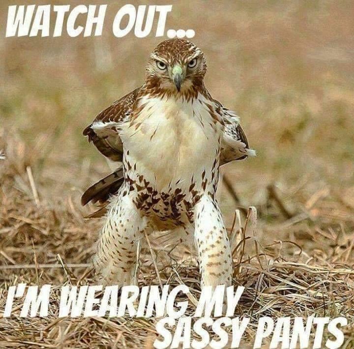 MiniPixieMix's tweet image. Morning all, there's the faint niff of Friday in the air..one more day poppets.