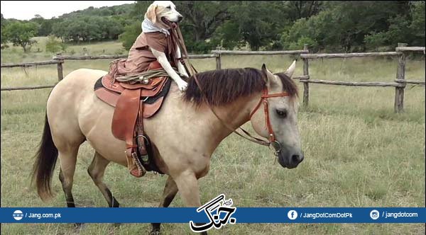 jang_akhbar's tweet photo. گھوڑے کی سواری کا شوقین کتا
Video:https://t.co/sxBxm49iFN
#DailyJang #Horse #DogRiding #Riding https://t.co/aabopLQG8e