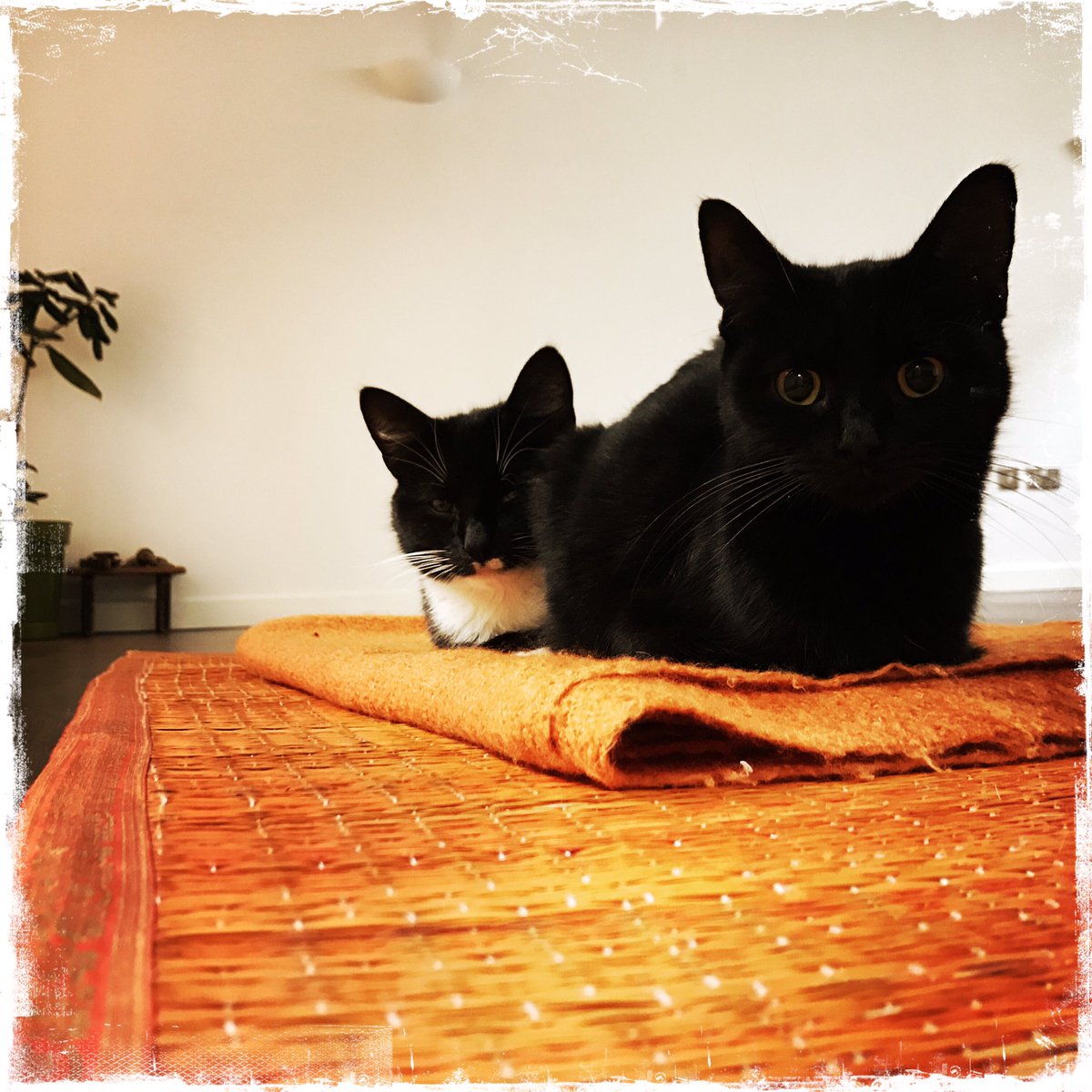 OmStudioCardiff's tweet photo. Happy 1st Birthday to Pink and Charlie #omstudio #roath #studiocats #catyoga #cardiff #yoga https://t.co/sibrxKCvh3