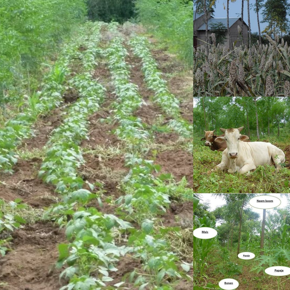 restoretheearth's tweet photo. RT @africawoodgrow: Agro-forestry in the dry-tropics. Less than 300 mm rain a year. #Kitui #lowerYatta #Kenya https://t.co/JD37MXLIH2