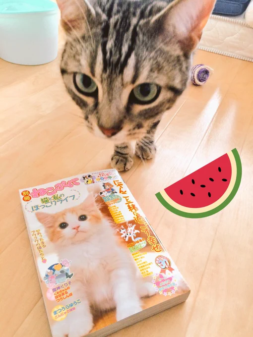 ●お知らせ●
只今発売中の別冊ねこぷに「うっとり猫号」に4コマエッセイを掲載して頂いてます!成長して子猫の時にはなかった猫らしい部分を見せてくれるモカ?よろしくお願いします^ ^ 