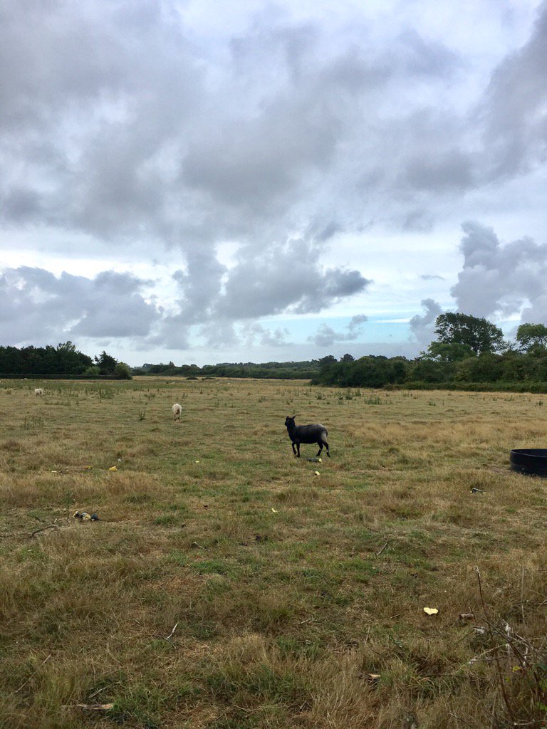 discovergroix's tweet photo. Groix isn't just about seaside, this is a glimpse of its countryside ! 🐑🐂🐓🍀#groix #blacksheep #morbihantourism https://t.co/R9dAjg4mDZ