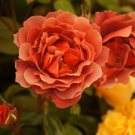 plewsgd's tweet photo. Some #gardeningtips for you ahead of #Plews August eNewsletter out next week https://t.co/ahGlloZ4Q7 #gardenconsu… https://t.co/ViOzqt4jRH https://t.co/vHyX8RGCew