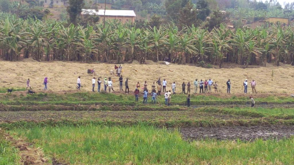SohicR's tweet photo. Rice field visit for #onehealth challenges assessment during #demosite2017 by Univ.Rwanda students 
@TalloiresNet https://t.co/Y7uzmQPXqp