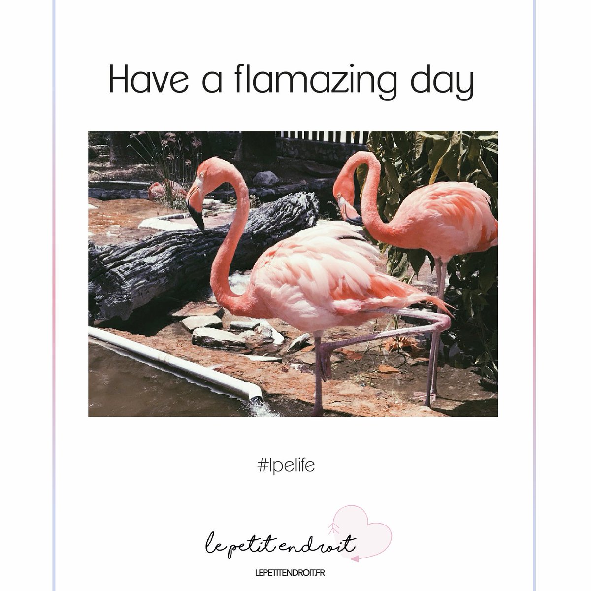 LePetitEndroit's tweet photo. Soyez flamant rose parmi les pigeons βοΈ #lpelife https://t.co/V3T7o5sQ1y