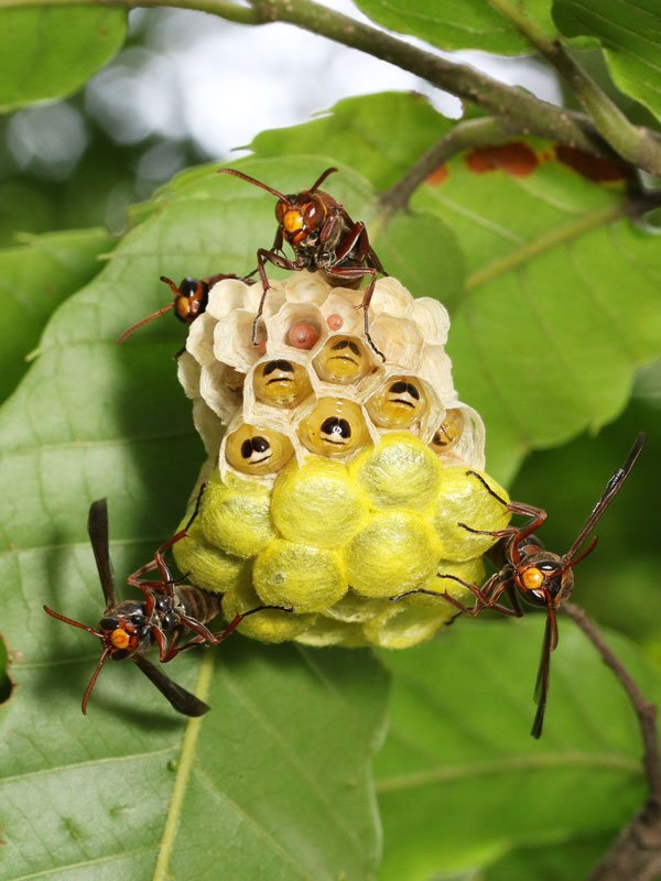 絶妙のポジショニングで巣を守るキボシアシナガバチのアマゾネスたち