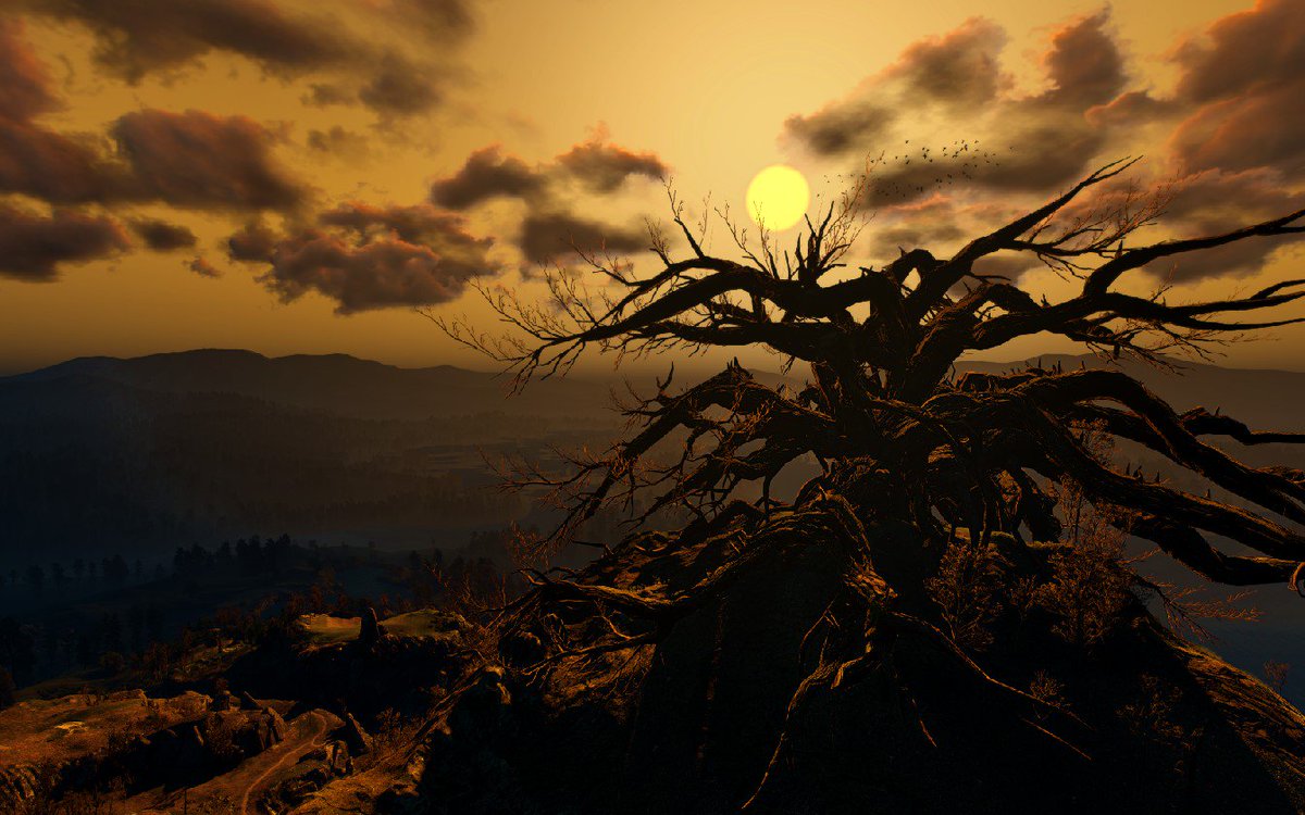 ssjcustomlab's tweet photo. #MysteriousTree #Velen #TheWitcher3 @NVIDIAGeForce #SHOTWITHGEFORCEGTX https://t.co/lv9KWaCoFB