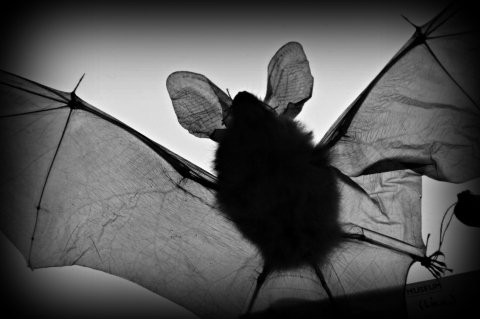 StFagans_Learn's tweet photo. Next week, the summer twilight batwalks return @StFagans_Museum Remember to book your tickets! Details here: https://t.co/XbaZcOmd1G https://t.co/elgzPWM681