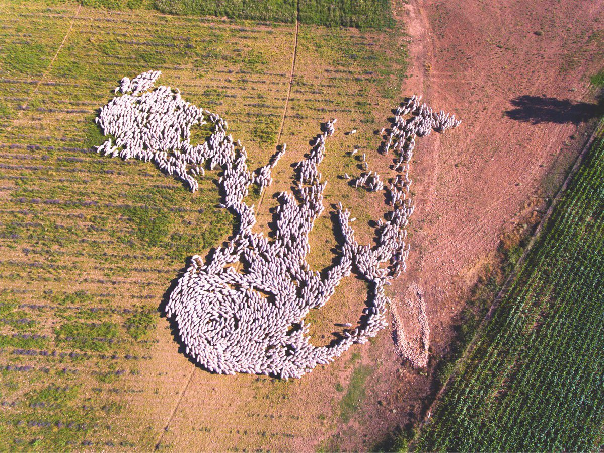 Rebaño de ovejas #calendariocajaruralclm