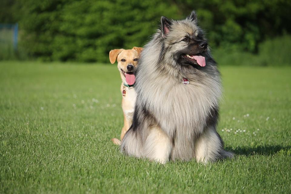 Dogs_Today's tweet image. What's the best way to prepare your dog for the arrival of a second dog? Send your answers &amp;amp; pics to alessandra@dogstodaymagazine.co.uk.